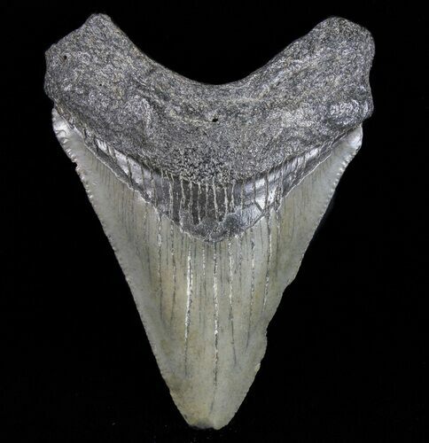 Juvenile Megalodon Tooth - South Carolina #74200
